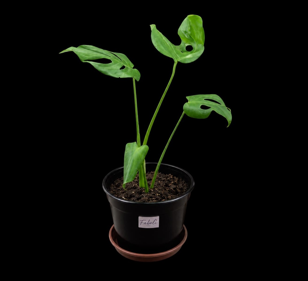 Monstera #2