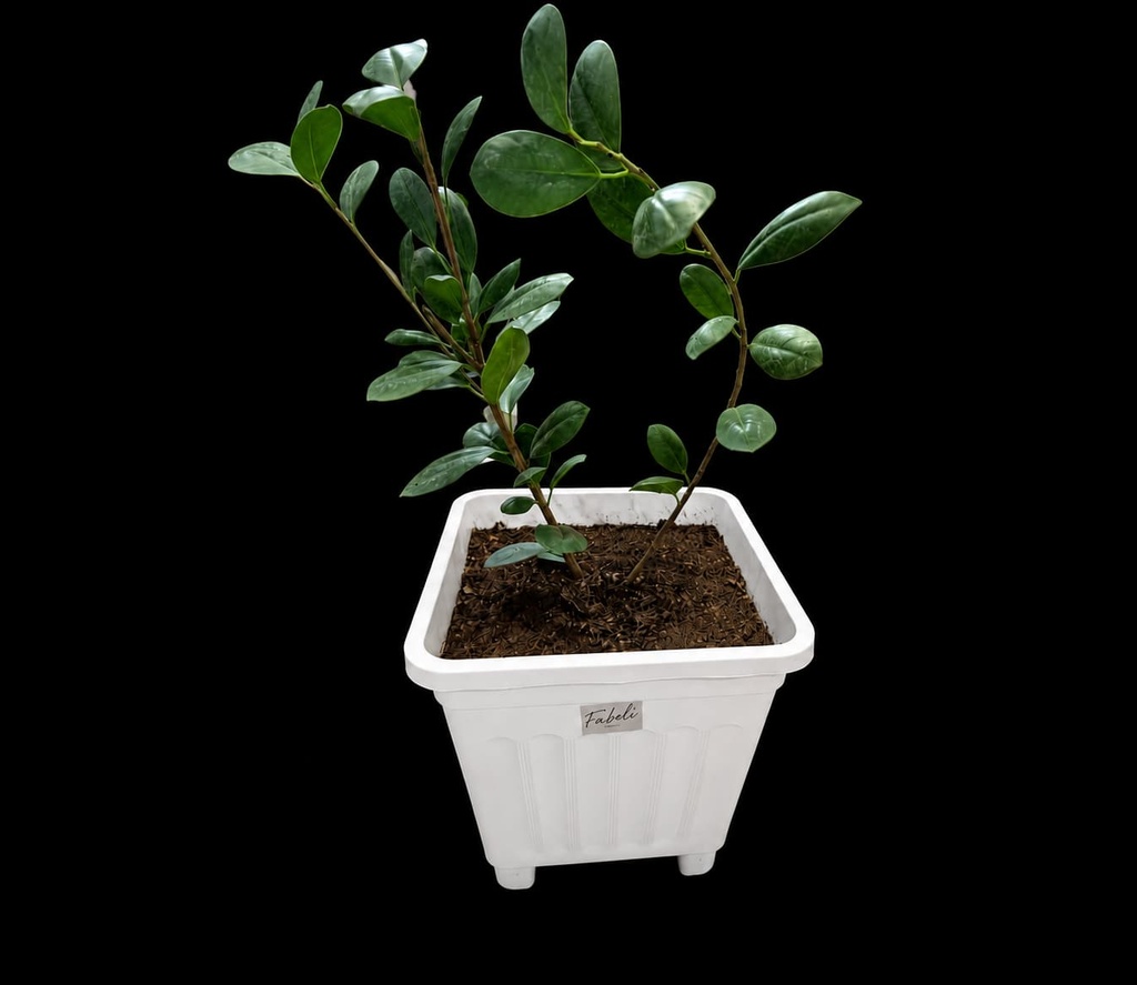 Ficus Monocromo