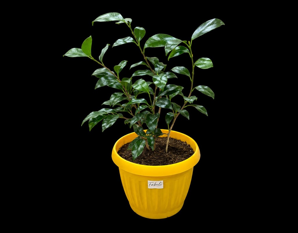 Ficus Danielle