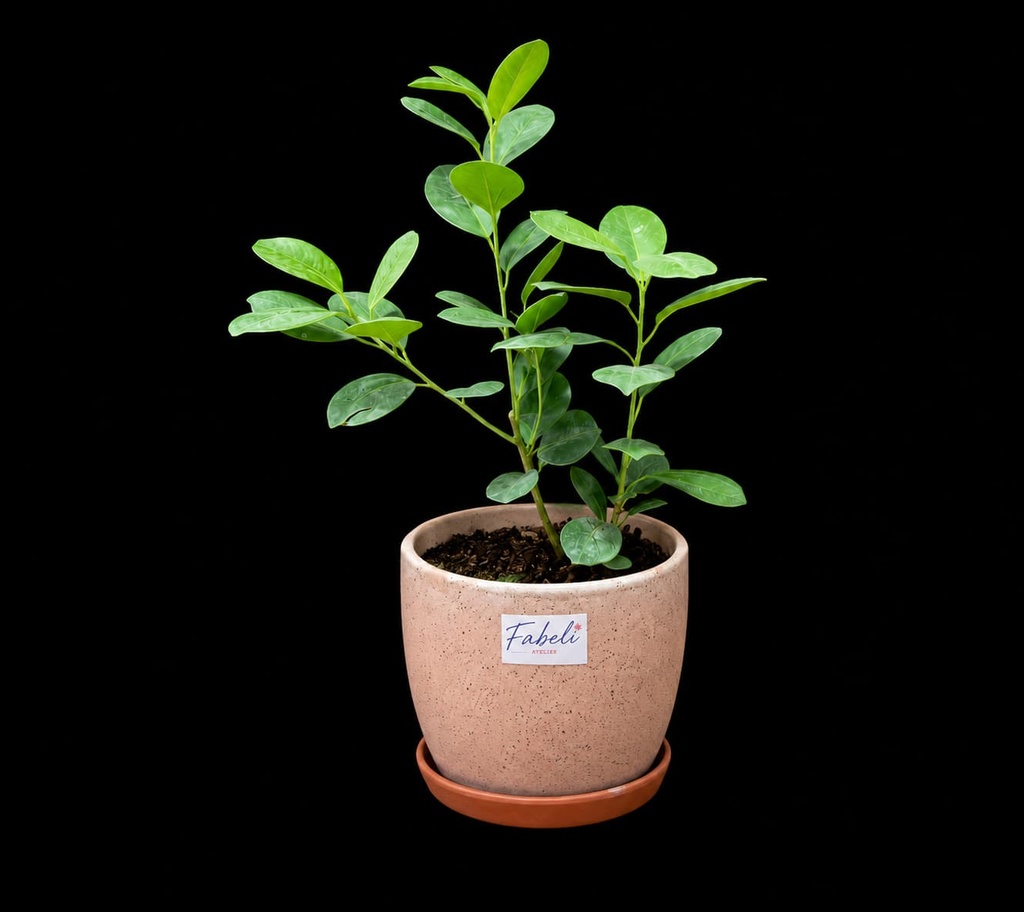 Ficus Monocromo #2